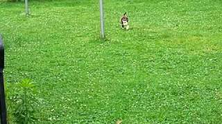 Indiana the Malamute / Spaniel Mix Playing Fetch