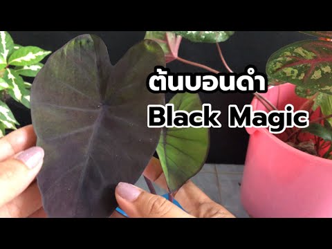 ต้นบอนดำ Black Magic วิธีปลูกเลี้ยง ดูแล