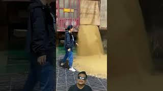 The Grain Is Unloaded Into The Barn Door.