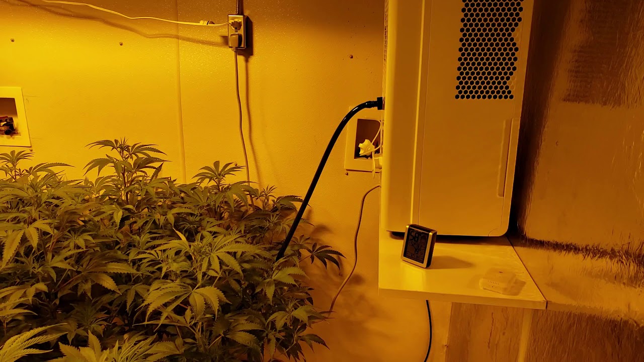 bedroom grow room