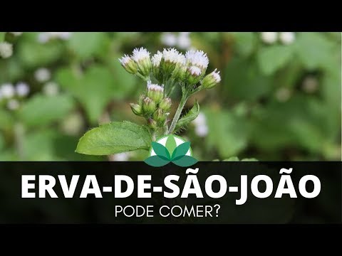 Vídeo: Sobre a erva de São João - Informações para se livrar das plantas de erva de São João