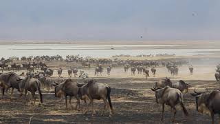 MarDe Dani en Tanzania, Ngorongoro Crater, Little Migration