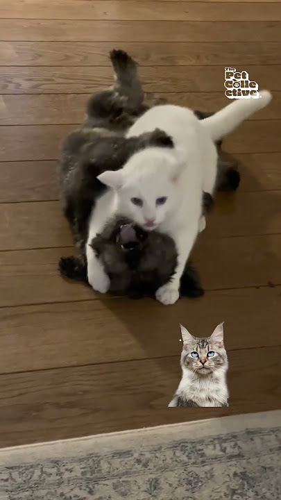 Cats VS. Dogs VS. Judgy Cat 😈