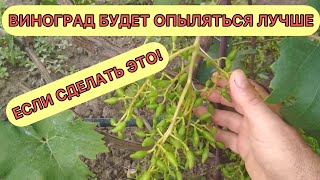 видео: Мой приём для лучшего опыления винограда. картинка: Мой приём для лучшего опыления винограда.