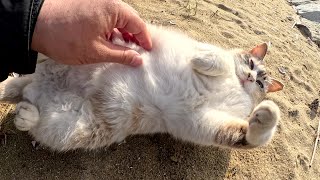 A beautiful cat rolls around on the sandy beach to welcome humans