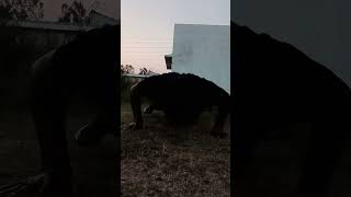 Pushup challenge ka 66 day #shorts #trending #pushups #motivation