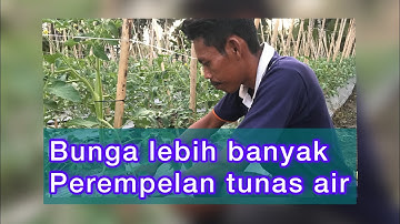 Cara Memangkas/Pruning Tanaman Tomat Servo F1??|| Agar Tomat Berbuah Lebat