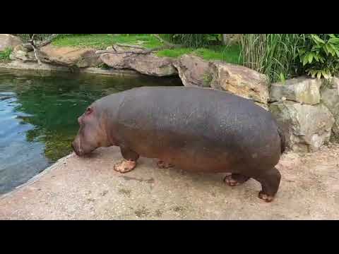 Les hippos à l'eau !