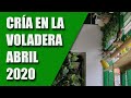 CRÍA CANARIOS (CRÍA EN LA VOLADERA) ABRIL 2020