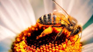 4k Honey Bees Pollinating Flowers Video. Beautiful Early Spring Flowers and Bees Life in Carpathians