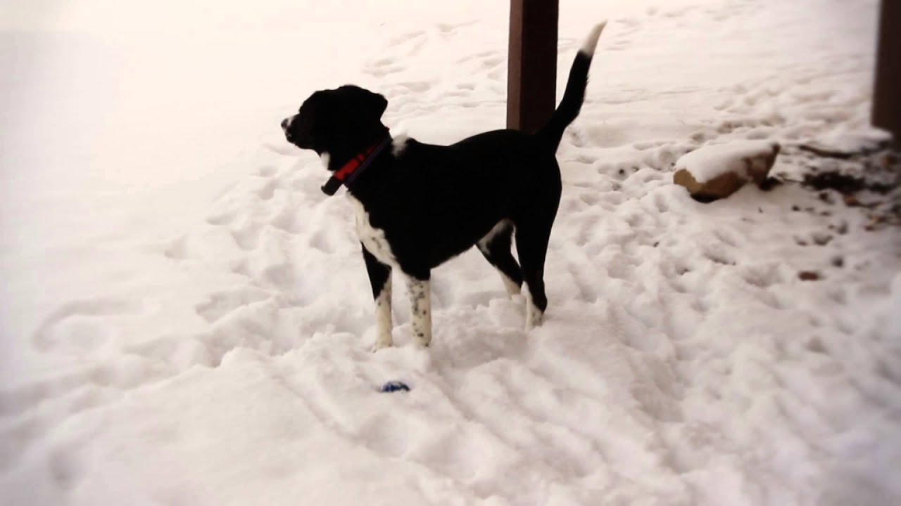 beagle collie cross