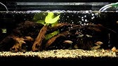 コリドラス 隠れ家 自作まとめ Youtube
