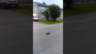 Test Körning Traxxas Stampede