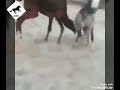 Horse & camel  ..  صراع بين الحصان و الجمل