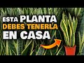 Esta PLANTA es ORO PURO en CASA | Increíbles USOS Curativos | Sansevieria o Lengua de Suegra