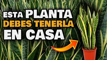 ¿Es tóxica la planta serpiente?