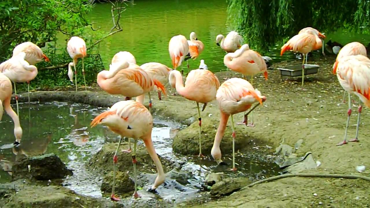 giant pink flamingo youtube giant pink flamingo youtube