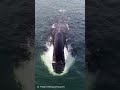 🐳神秘のホッキョククジラ！