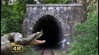 Rail traffic in Romania - Snakes, tunnels, bridges - National Park Jiului [4K] screenshot 5