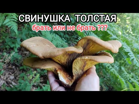 Гриб Свинушка Толстая брать или не брать? Свинушка Толстая в лесу. В лес за съедобными грибами