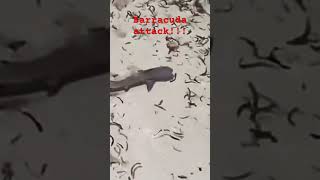Barracuda attack !!! Fail #fish #barracuda #jaws #monsterfish #predatorfish
