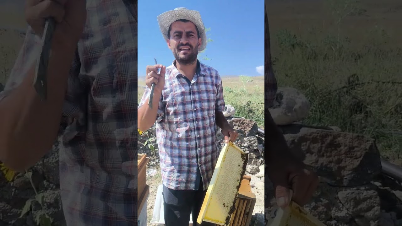 BİR ARIDAN NE KADAR BAL ALDIM 2025  BAL HASADI | arıcılık bal hasadı