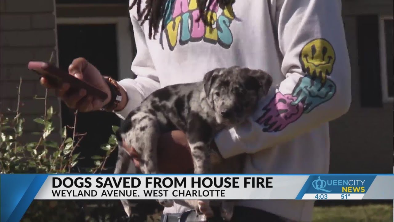 2 dogs, 6 puppies rescued from fire at west Charlotte home, officials ...