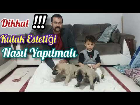 KULAK KESİMİ NASIL OLMALI