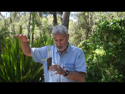 Burke's Backyard. The cheapest way to start a garden -Tube plants.