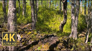 Atmospheric Forest Nature Walk 4K (With Ambient Nature Sounds And Music)