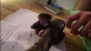 Krmení krajty královské 4K - 1