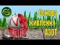 Азот і живлення рослин: форми, дія, добрива