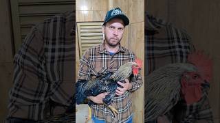 Frango Balão Gsb Com 16 Semanas, Auto Padrão Genético