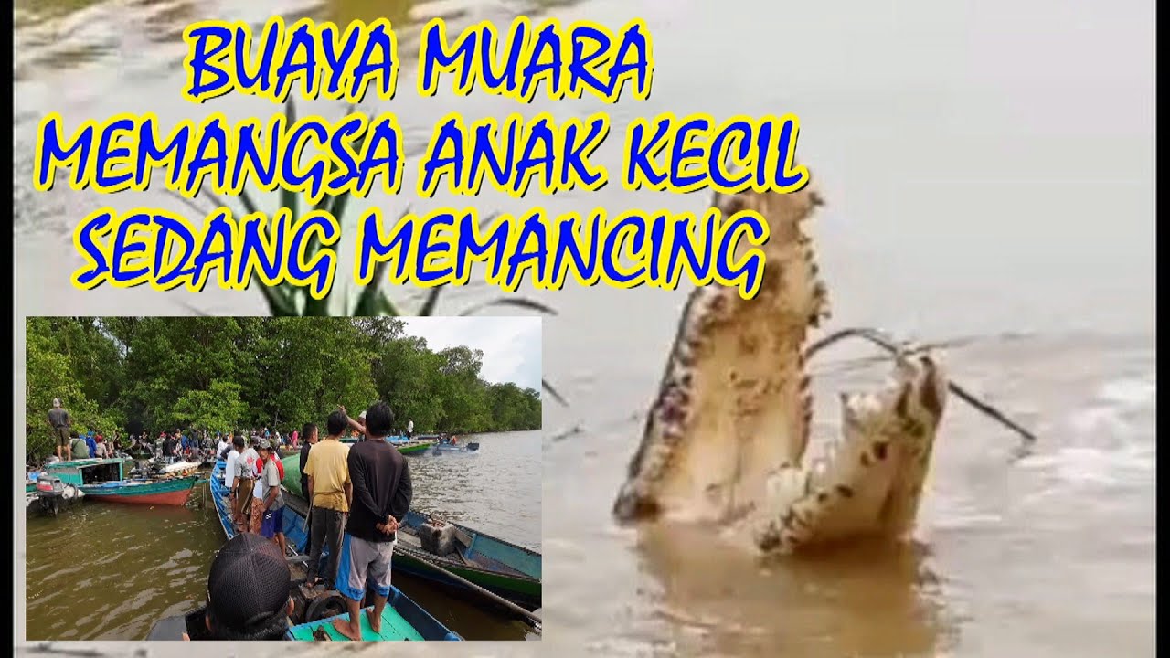 PENCARIAN BOCAH KORBAN DI TERKAM BUAYA MUARA SUNGAI KUMAI