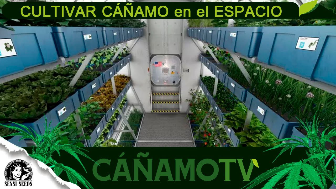 Van a CULTIVAR CÁÑAMO en la ESTACIÓN ESPACIAL INTERNACIONAL