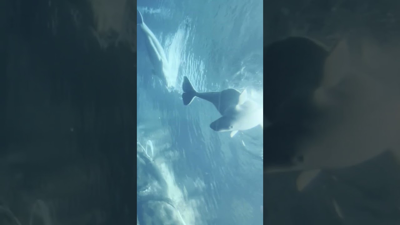 Seungmin's Mini Vlog | Stray Kids Maniac Encore in LA