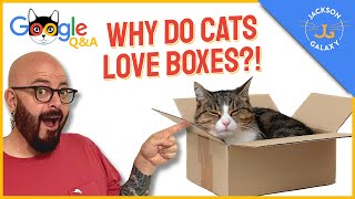 Why Do Cats Love Boxes?  | Google Cat Questions Answered!