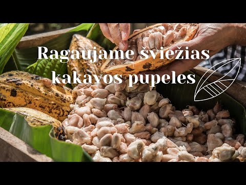 Video: Kakavos Pupelės - Kas Tai?