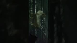 Jan. 24 Saxon, Oscar, Revy, Rocky And Jaspers Night Park Visit 3