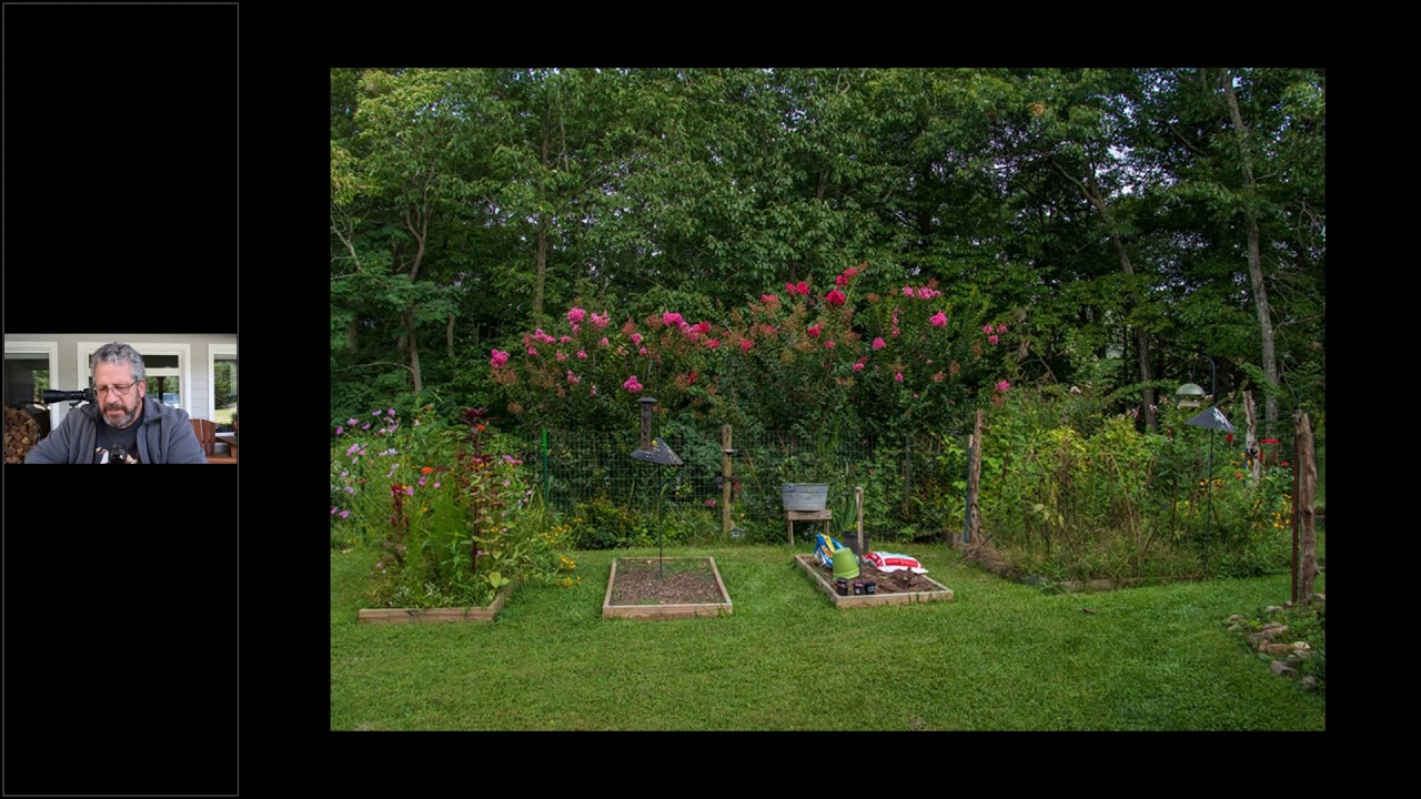 Backyard Bird Photography Studio Horn Photo