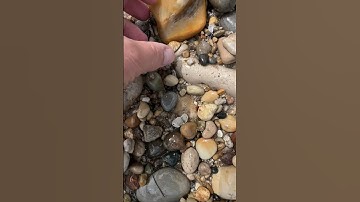 Once a Sponge, now a Stone | Wisconsin Fossil 🪸🪨