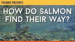 How Do Salmon Find Their Way?
