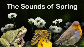 Can you guess THE SOUNDS OF SPRING?