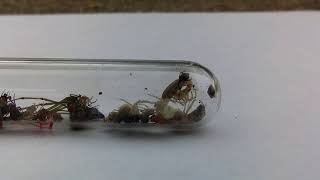Spider-hunting wasp larva eating spiders Wolf Spider Devoured By Wasp Larva Shorts