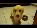 Very Hungry Puppy - Funny  (Golden retriever)