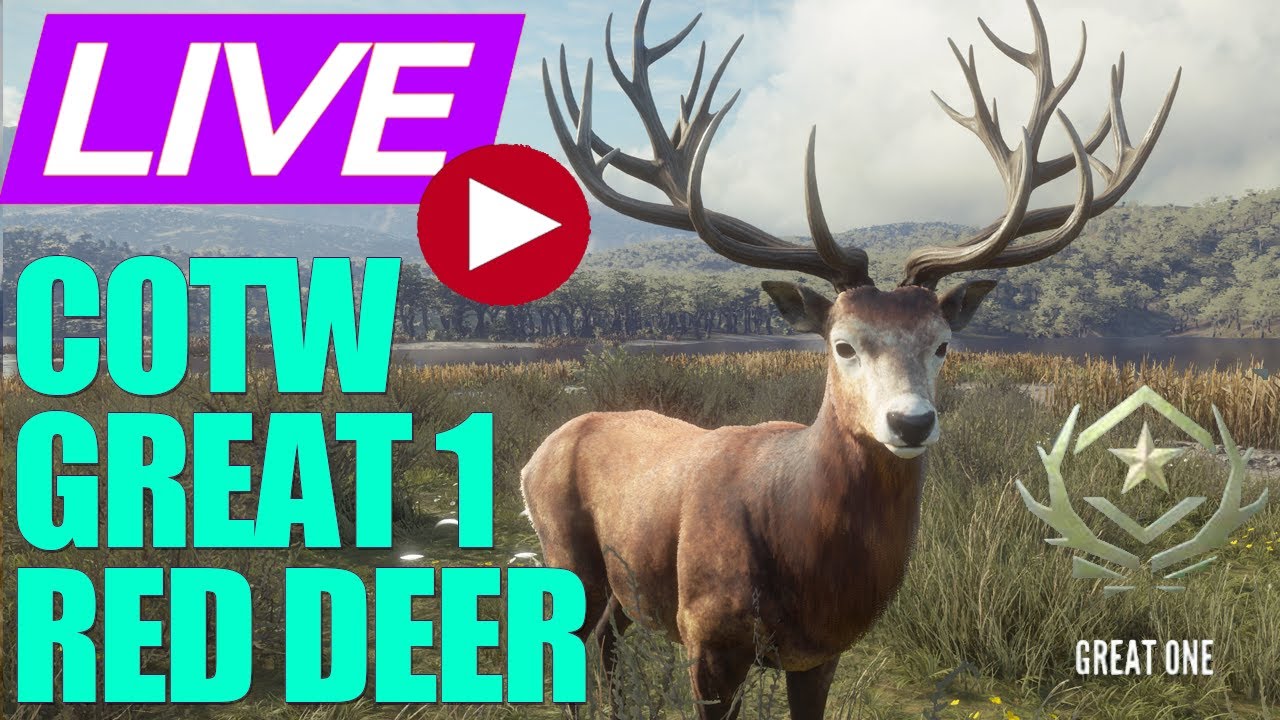 Great One Red Deer Cotw 53