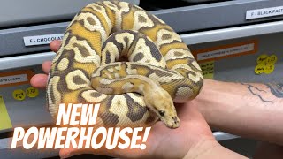 Can't Believe We Have Him, Newest Pickup From Always Evolving Python!!