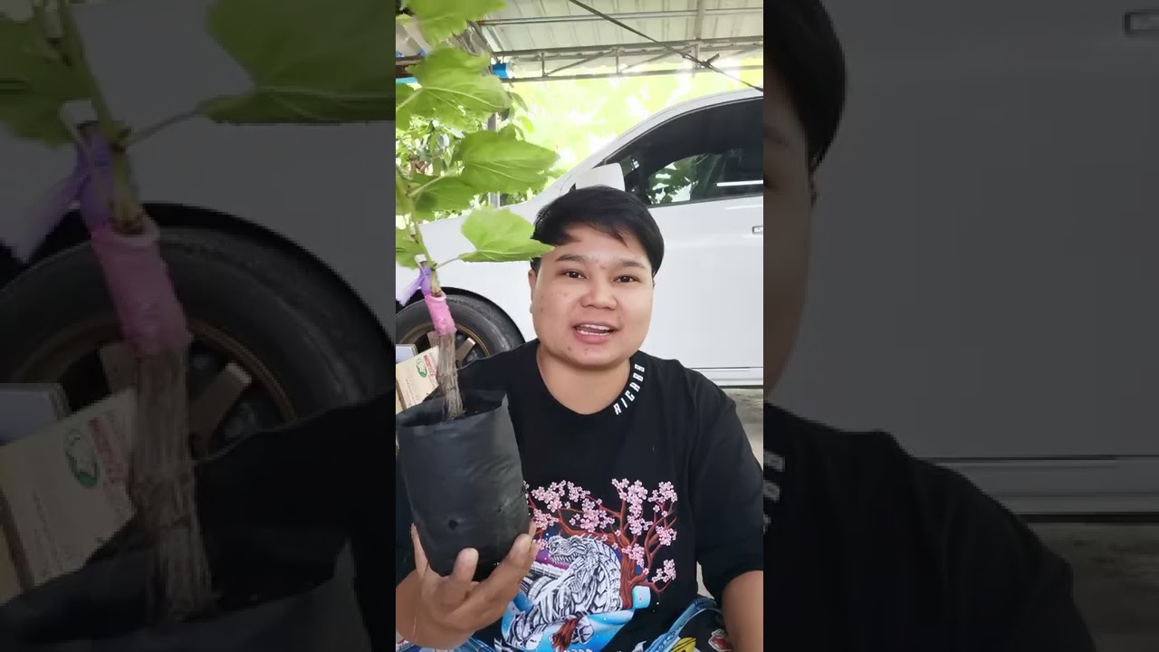 🌱🍇🍇มาดูพันธุ์องุ่นที่แปลงกันครับ ต้นสวยมากๆๆครับ🍇🌱🌱