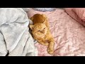 最近愛猫が布団のど真ん中を占領しています