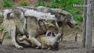 ジェイとユウキの間に入るルーク